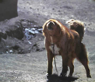 tibetan mastiff from asia
