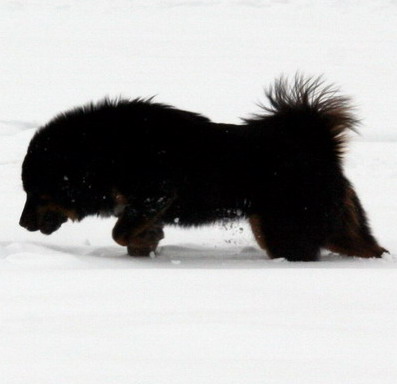 Rongrong Walking in Snow

