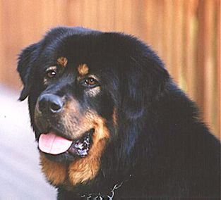 Carolyn's Talking Tigger
