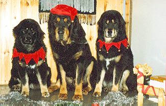 Tibetan Mastiff Jesters
