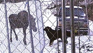Savannah and a moose
