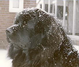 Kona Ni A Soechavati
