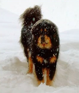 Shang Hai's Kubo Otis
