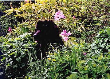 Atisha in the flowers
