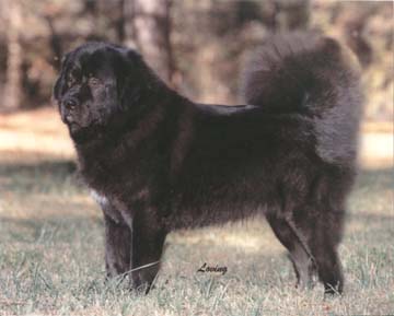 Franchisha Shay Ri Ni A Soechavati
