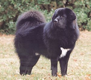 Himalaya's Emir Pasha
