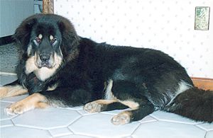 Jamars Miss Moogee v Motoo
