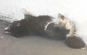 Hy Tyme Bowdashus Buefrd
