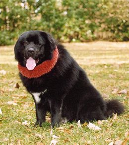 Pasha wearing a Yak collar
