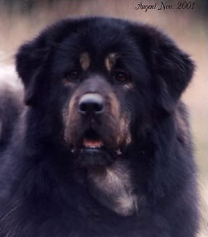 Xin Angeni Ni A Soechavati
