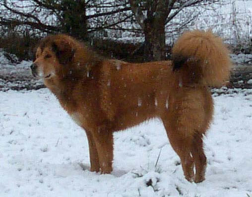 Dru Keh's Rishi at Liongate
