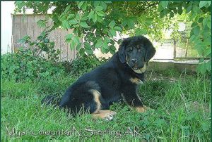 Mystic Mountain Sterling
