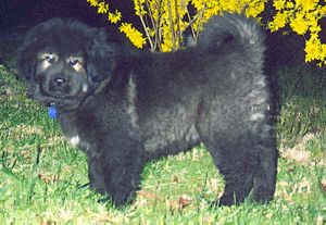 Shang Hai's Paradise Jahjah
