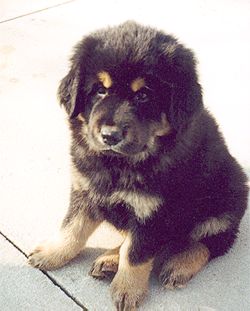 King Kobo of Kesang Camp
