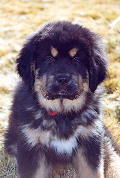 Himalaya's Nagu Draco
