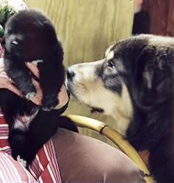 Ragnar and baby Pasha
