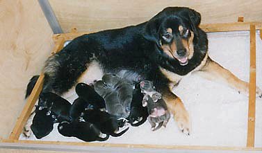 Nanda and pups
