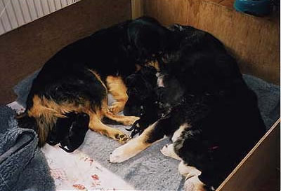 Anapurna,Pandra and puppies
