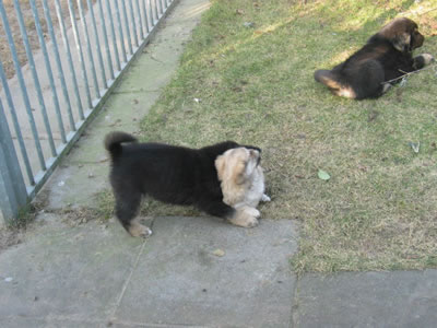 Tibetan Spaniel and TMs
