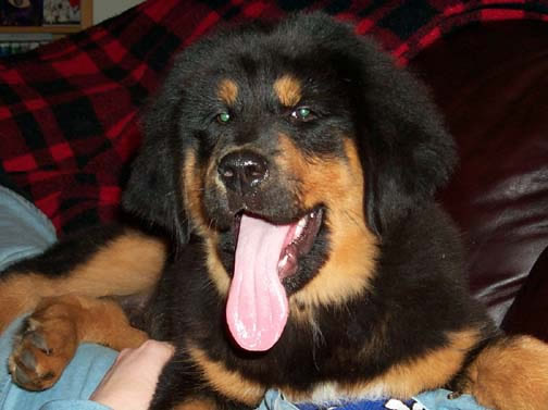 Alaska's Dargo at Liongate
