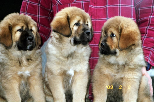 Alaska's Leo, Salty, and Cody
