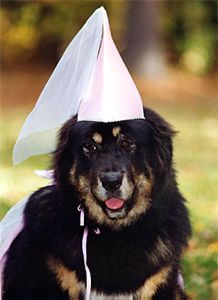 Lilli the Fairy Princess
