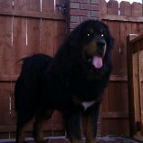 tibetan mastiff
