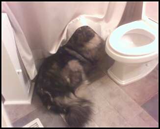 Bear hiding (he learned to open doors and came inside!!)
