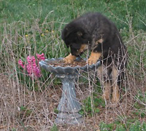 Artemis: 4 months and Curious
