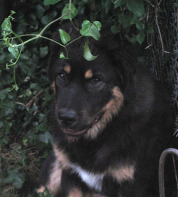 Artemis in the Clematis, 5 months
