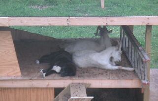 Badger, Louie, Yoda1.jpg