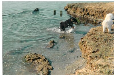 Chaddu enjoying the water
