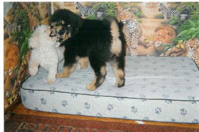 Chaddu and Poodle friend
