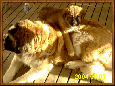 Maximus (St.Bernard) & Chewbacca (TibMast)

