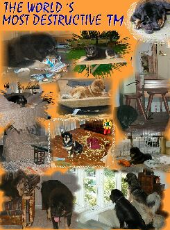 The World Most Destructive TMs
