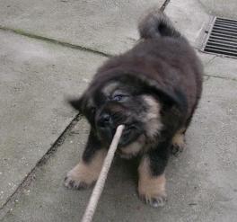 Baso Marhan- 3months
Keywords: baso marhan