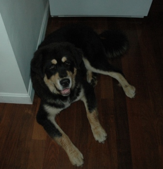 Senge - 6 months old
