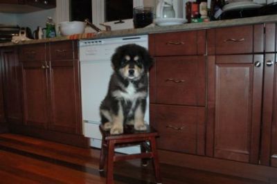 Senge - 10 weeks old
