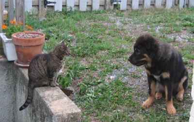 The Standoff: Gus and Artemis
