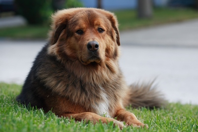 Ted The Bear on his Grassy Throne
