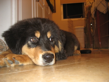 meet tiny...around 2-3 months old in this picture
