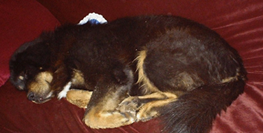 Beloved Kira asleep on the couch
