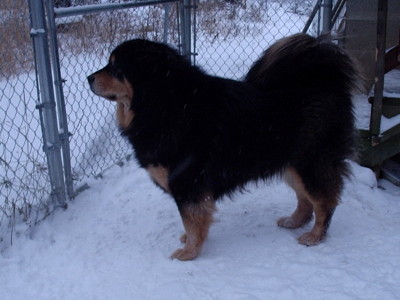 Maggie,CH.Kesang Camps Denali Legend
