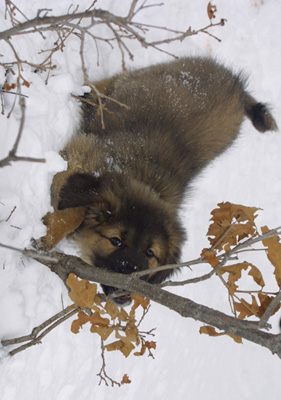 Maliha Kaiju DePecos
