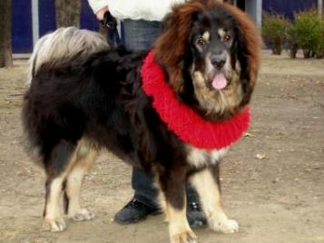 Max and Kekhor
Keywords: Max