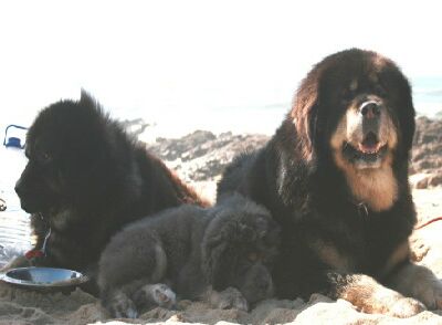 Maya, Shaky and Vajra
