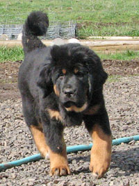 Mugz, 4 mo. old male
