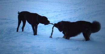 Baso Marhan and his best friend Max (great dane)
Keywords: baso marhan
