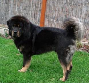 Baso Marhan
Keywords: baso marhan