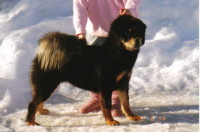 Sammi-Denali Legend Kodamae of CFAR
